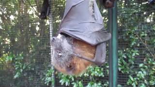 Miss Skye Asks Her Mum For A Grape