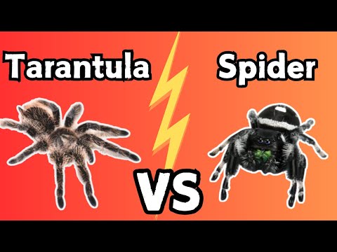 Jumping Spider VS Tarantula - Which Is The Right Pet Spider For YOU | Spooderpods