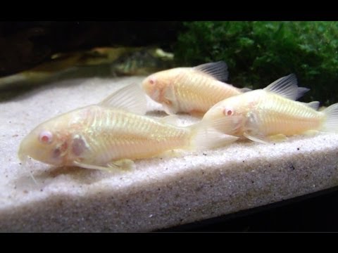 Corydoras paleatus — rozmnožovanie a chov v akváriu