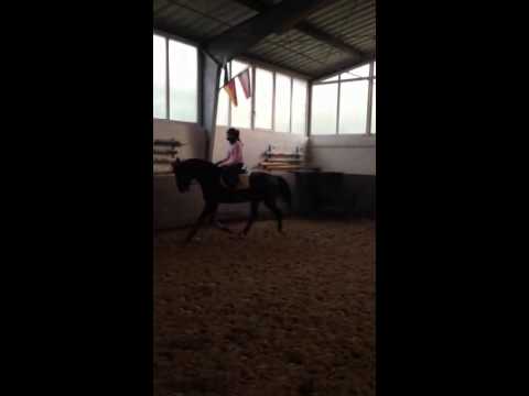 5 jährige Stute Sir Calypso x Flinta zu verkaufen