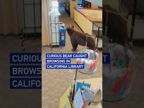 Curious bear caught browsing in California library