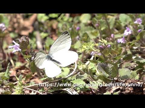 ヤマトスジグロシロチョウ春型の飛翔　