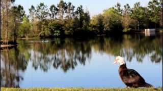 preview picture of video 'More Ducks At The Pond In Fish Hawk Lithia Florida Pt3'