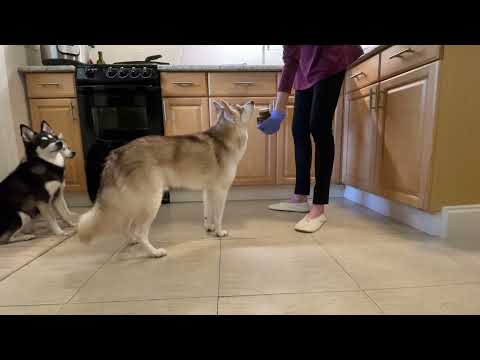 Holiday Meal Gluten Detection Checks with Luna, Zephyr, and Maera
