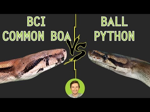 Ball Python vs Common Boa (BCI) - Head To Head