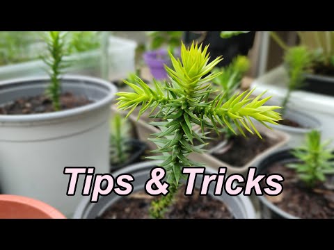 USEFUL Tips and Tricks on Growing Monkey Puzzle Trees