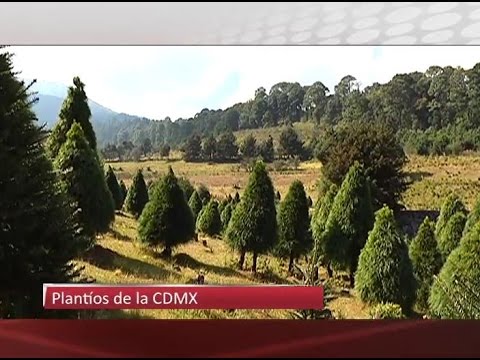 21/12/16 Árboles de navidad mexicanos