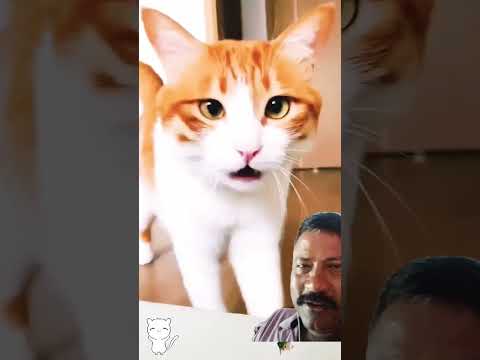 cute cat 😺😻 @short#,#cat #cutecat #thecutestkittensyouhaveeverseen #meowslovers #trending