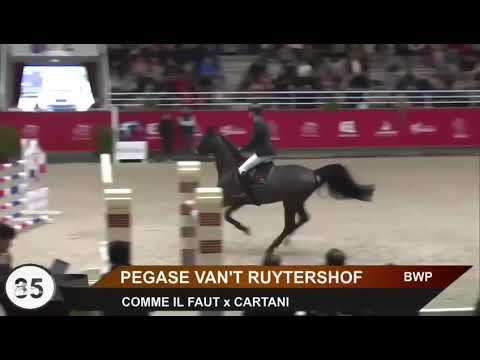 Pegase van ’t Ruytershof - Salon des étalons