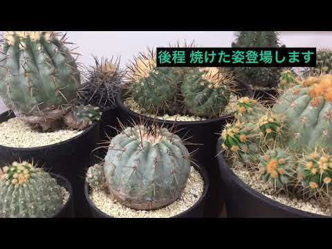 ペスコロッキアーノについて詳しく解説