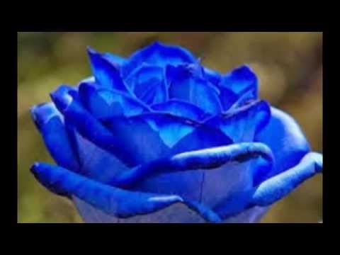 My Slideshow (abdul rahim)