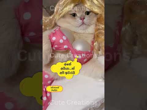 මෙව්වනේ යකෝ රජ මගුල්🤣🤣cat#funnyanimals#funny#cute#srilanka#shorts#short#trendingshorts#lankan#cats