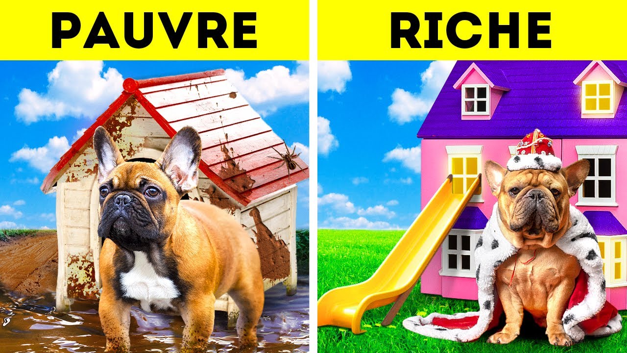 RICHE vs PAUVRE || Construction de Niches Pour Animaux Abandonnés