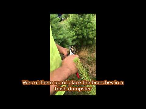 Dead Leader on a White Pine Tree