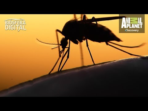 ¿Sabes cómo eligen los mosquitos a sus víctimas? - Biósfera Digital
