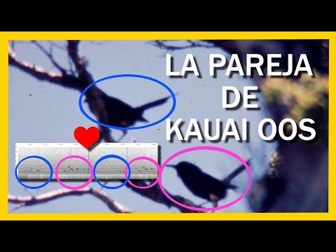 Duet of a Pair of Kauaʻi ʻōʻō