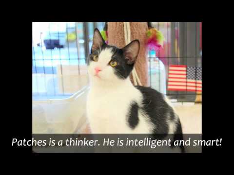 Petco Brea