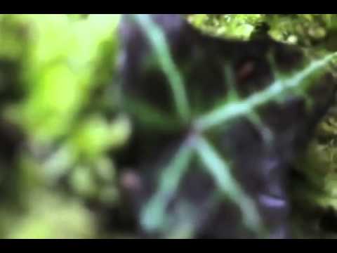 stephan barnem - i be the sun (special Mmx)