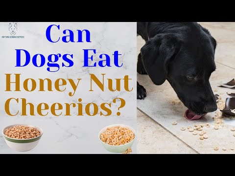 YouTube video about: Are honey nut cheerios good for dogs?