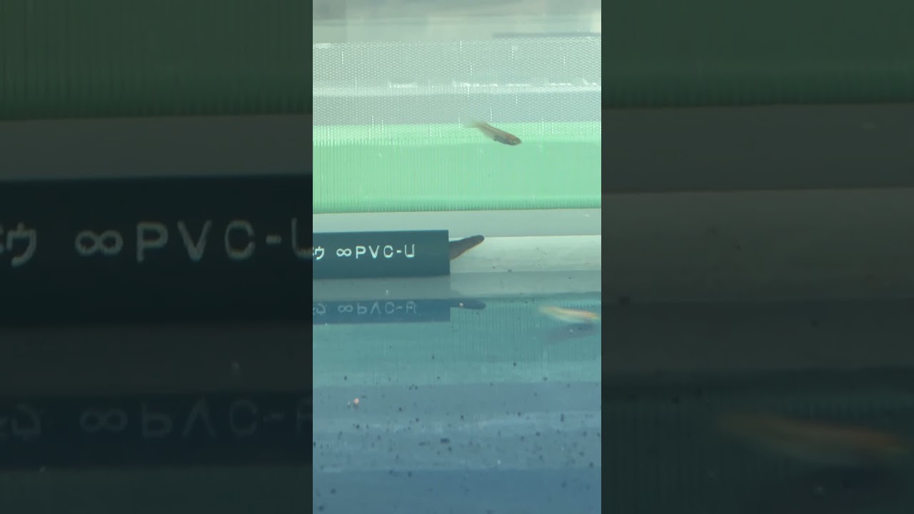 うなぎの寝床⁉️ とめだか