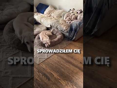 Nie chcą się z nim kolegować bo nie ma kropek 😂