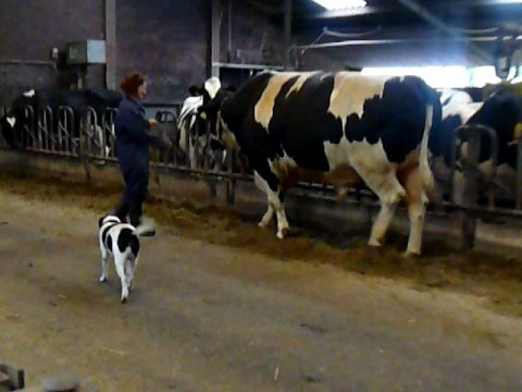 Walking with the bull