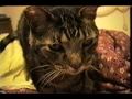 Big Bullseye Tabby Cat Meowing