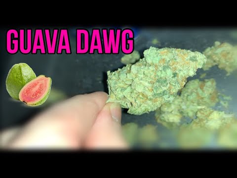Guava Dawg Strain Review