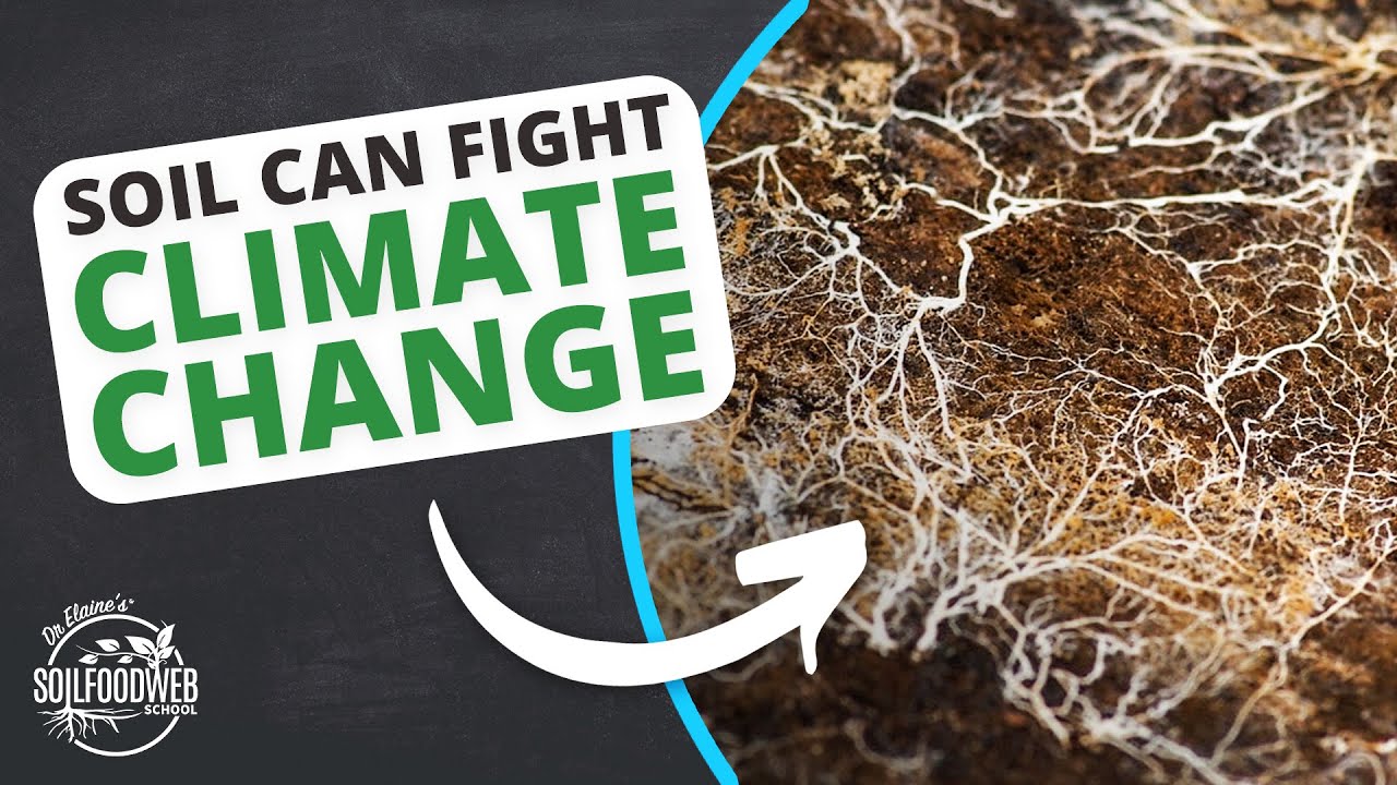 Soil Carbon Sequestration and the Soil Food Web | Soil Food Web School