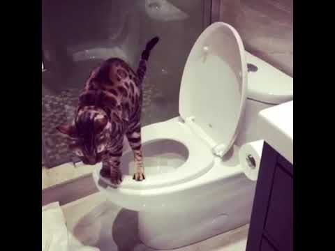 Bengal cat uses the Toilet