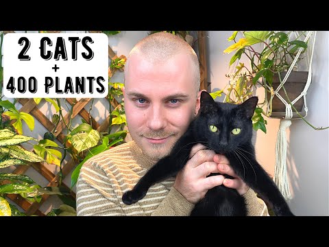 How Do I Have Two Cats AND 400+ Houseplants??? | Cats & Plants 101