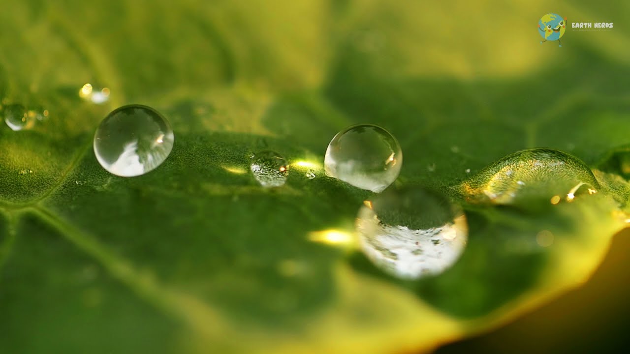 The Elixir of life - Learning about the Water Cycle