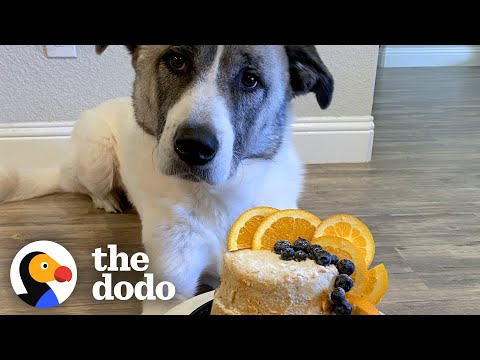 Rescue Dog Gets The Most Gorgeous Adoptaversary Cake | The Dodo