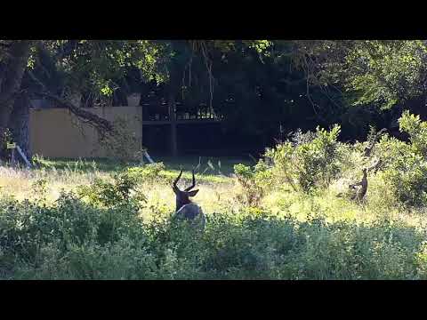 Djuma: Wildebeests, Baboon and Nyala bull  - 15:24 - 04/01/21