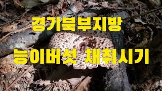 능이버섯 정찰산행  경기북부지방 능이버섯 채취시기