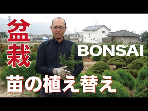 ラグーミニの木 (Prunus Tomentosa) を植える時期と、この崇高な果樹の世話をする方法は何ですか?  庭園