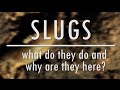 Slugs! What do they do and why are they here? | The Bristol Nature Channel