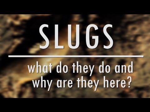 Slugs! What do they do and why are they here? | The Bristol Nature Channel