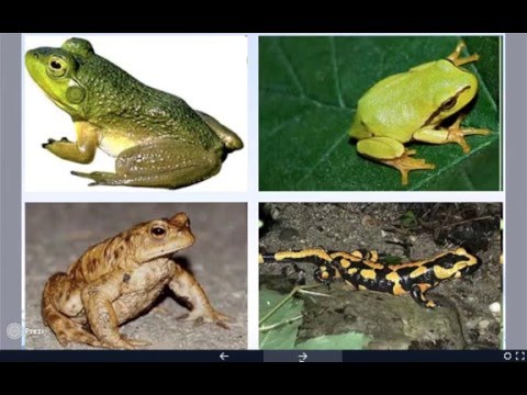 Lezione sugli anfibi