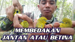 Download lagu Perbedaan jantan dan betina burung sirpu hasil pikatan @arifchannel mp3