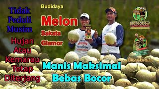 Download lagu MENANAM MELON MUSIM HUJAN MUSIM KEMARAU TIDAK MASALAH PANEN MENINGKAT mp3 Download lagu MENANAM MELON MUSIM HUJAN MUSIM KEMARAU TIDAK MASALAH PANEN MENINGKAT mp3