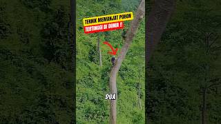 Download lagu Climbing the Tallest Tree in the World #shortsvideo mp3 Download lagu Climbing the Tallest Tree in the World #shortsvideo mp3