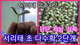 서리태 청자5호 2배이상 초 다수확 2단계 단근,적심,삽목 및  서리태콩 파종,심는시기 검은콩 귀농귀촌 전원…