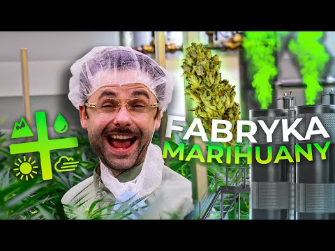 Co skrywa FABRYKA medycznej MARIHUANY! Aurora trip