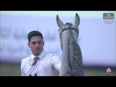 N 91 DANDON KL   13th Qatar National AHS for Individual Owners 2025   Yearling Colts   Section A Cla