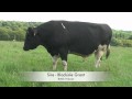 Beware of the Bull ! Holstein sweeper with cows