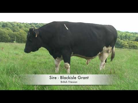 Harris Holstein Bull