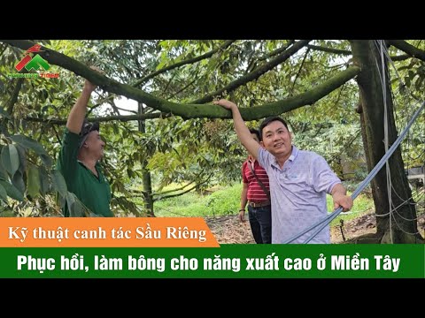 Kỹ thuật Phục hồi, làm bông Sầu Riêng đạt hiệu quả cao tại Miền Tây (24038_UtDuy)