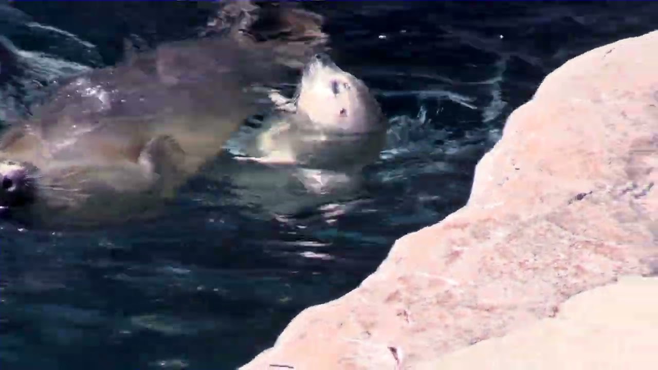 生後9日目🐬ゴマアザラシの赤ちゃん は泳ぎが上手！