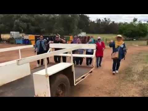 Orange picking in Perth wt Jutawan Tours